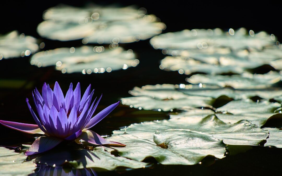 Scorpio New Moon: A Tender Time
