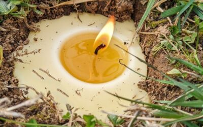 Imbolc, Leo-Aquarius Full Moon, and A Regulus Occultation