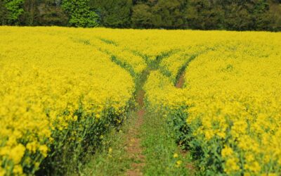 Jupiter: Initiating A Crisis In Consciousness