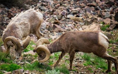 The Aries Initiatory Process Continues To Accelerate