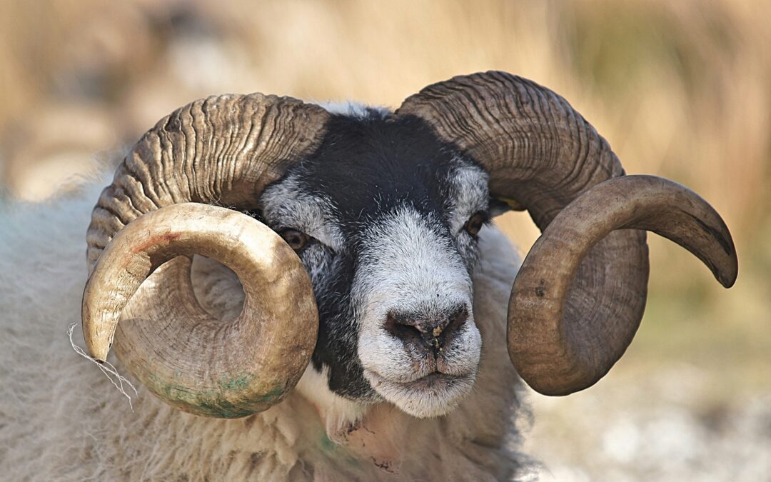 Aries Acceleration Still In Progress