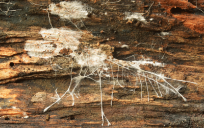 Gemini New Moon: A Mycelial Network