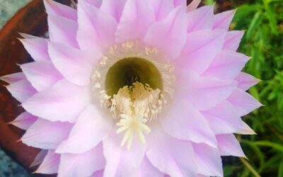 Aquarius Full Moon: The Path of Freedom