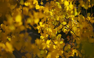 Aries Full Moon: The Golden Shadow